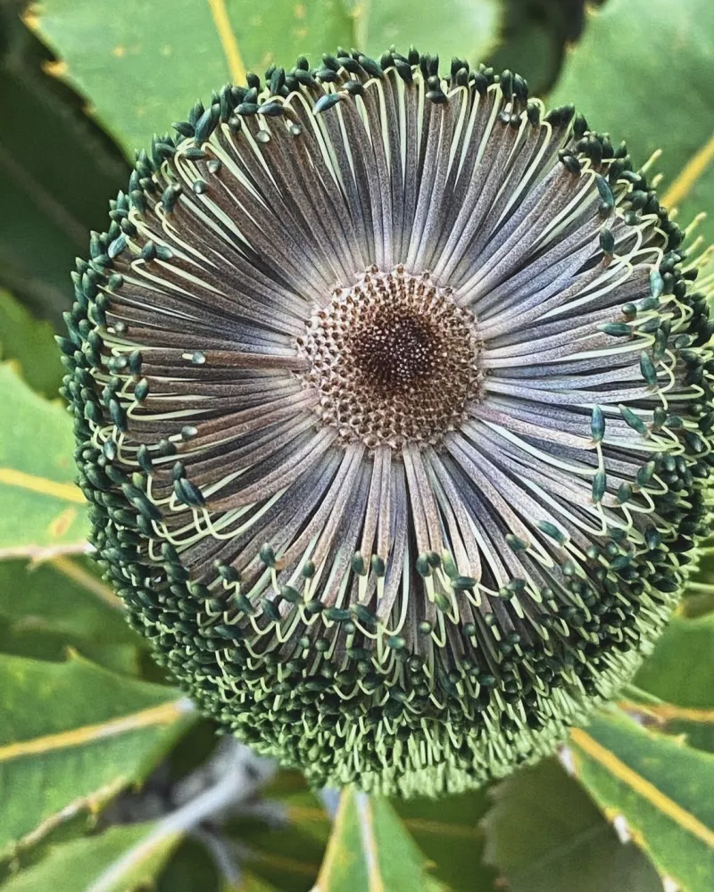 Banksia robur, photo 3
