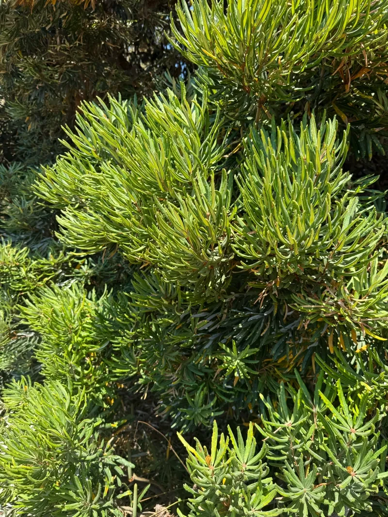 Banksia seminuda, foto 2