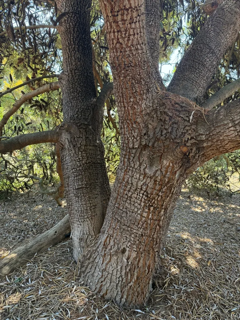 Banksia seminuda, foto 3
