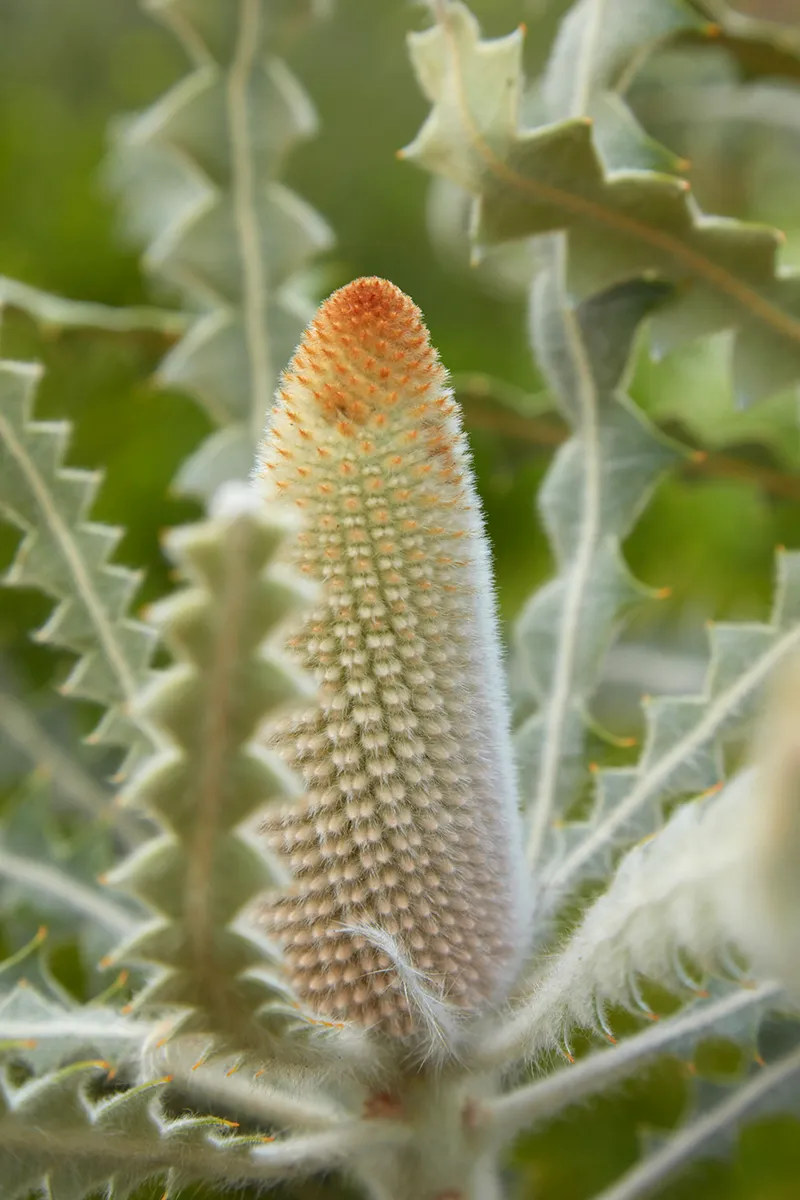 Banksia speciosa, foto 2