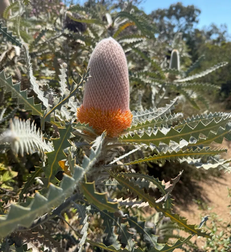 Banksia victoriae, foto 2