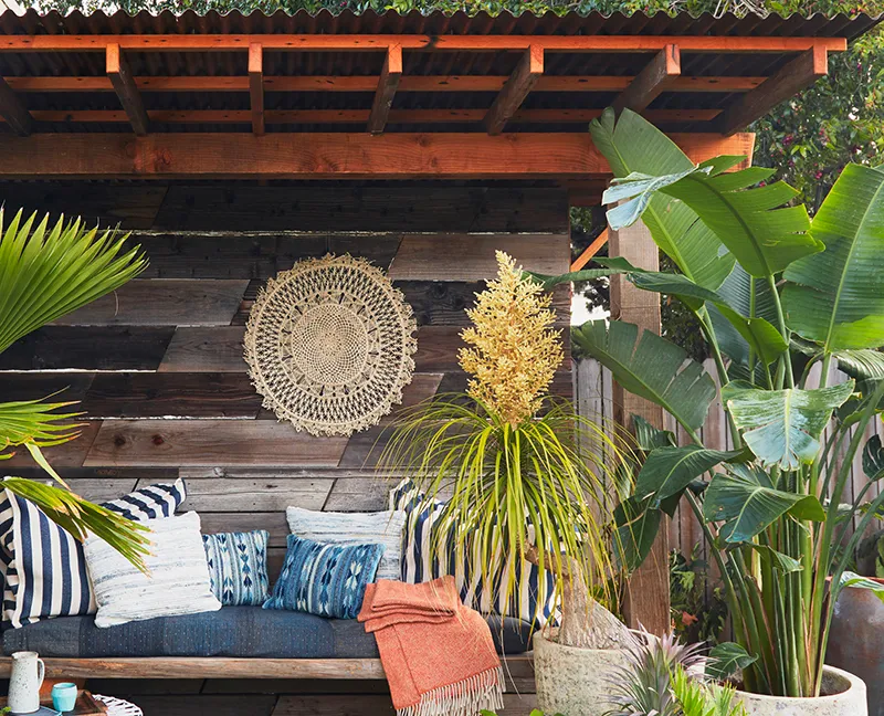 Beaucarnea recurvata, foto 2