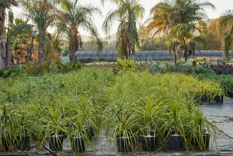 Beaucarnea recurvata, foto 4