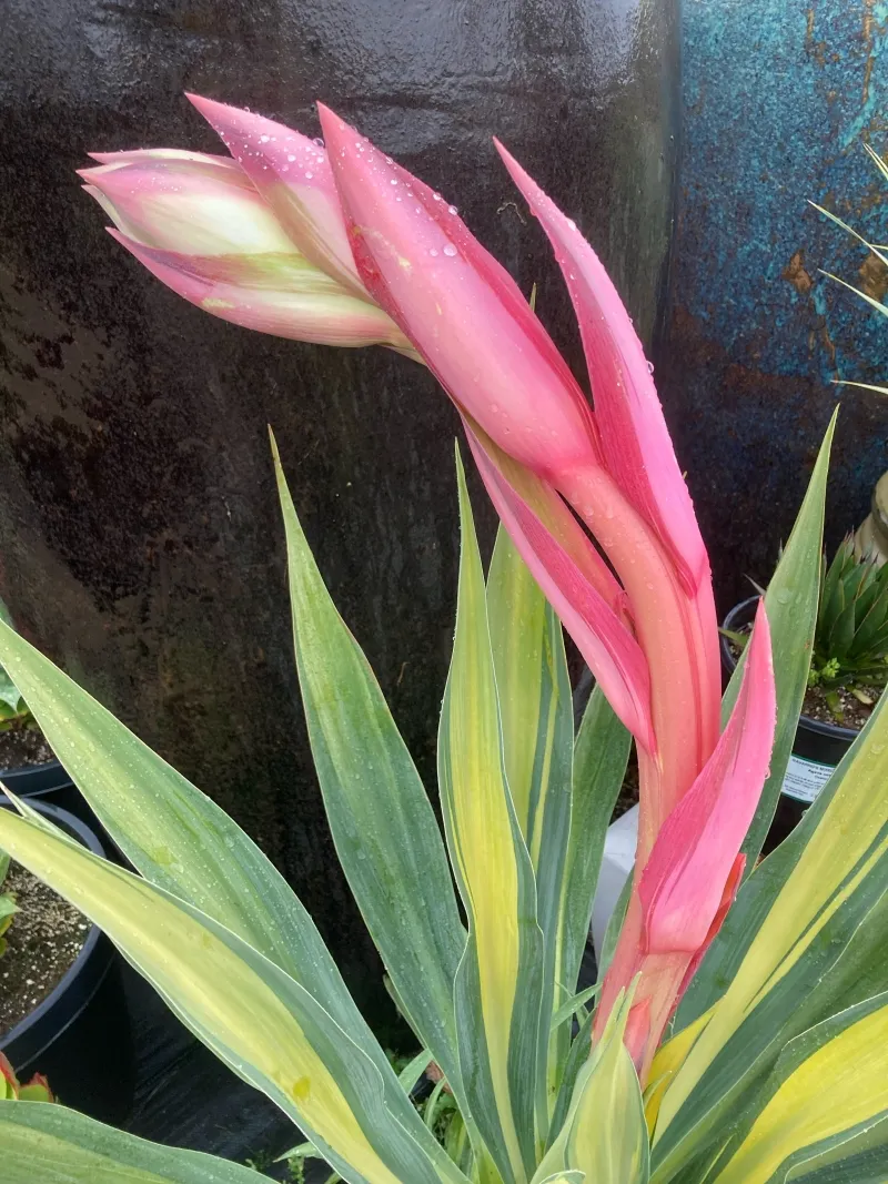 Beschorneria yuccoides ‘Flamingo Glow’, foto 2