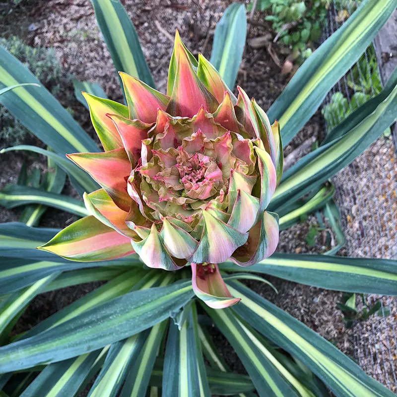 Beschorneria yuccoides ‘Flamingo Glow’, foto 3