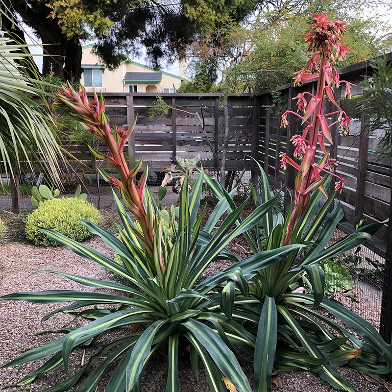 Beschorneria yuccoides ‘Flamingo Glow’, foto 4
