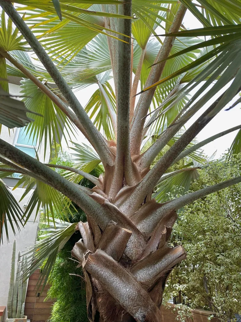 Bismarckia nobilis, foto 3