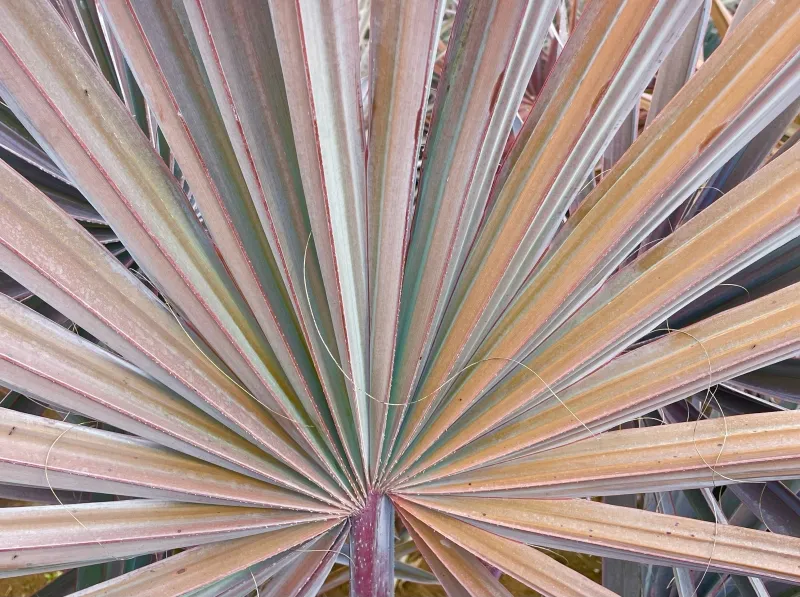 Bismarckia nobilis, foto 4