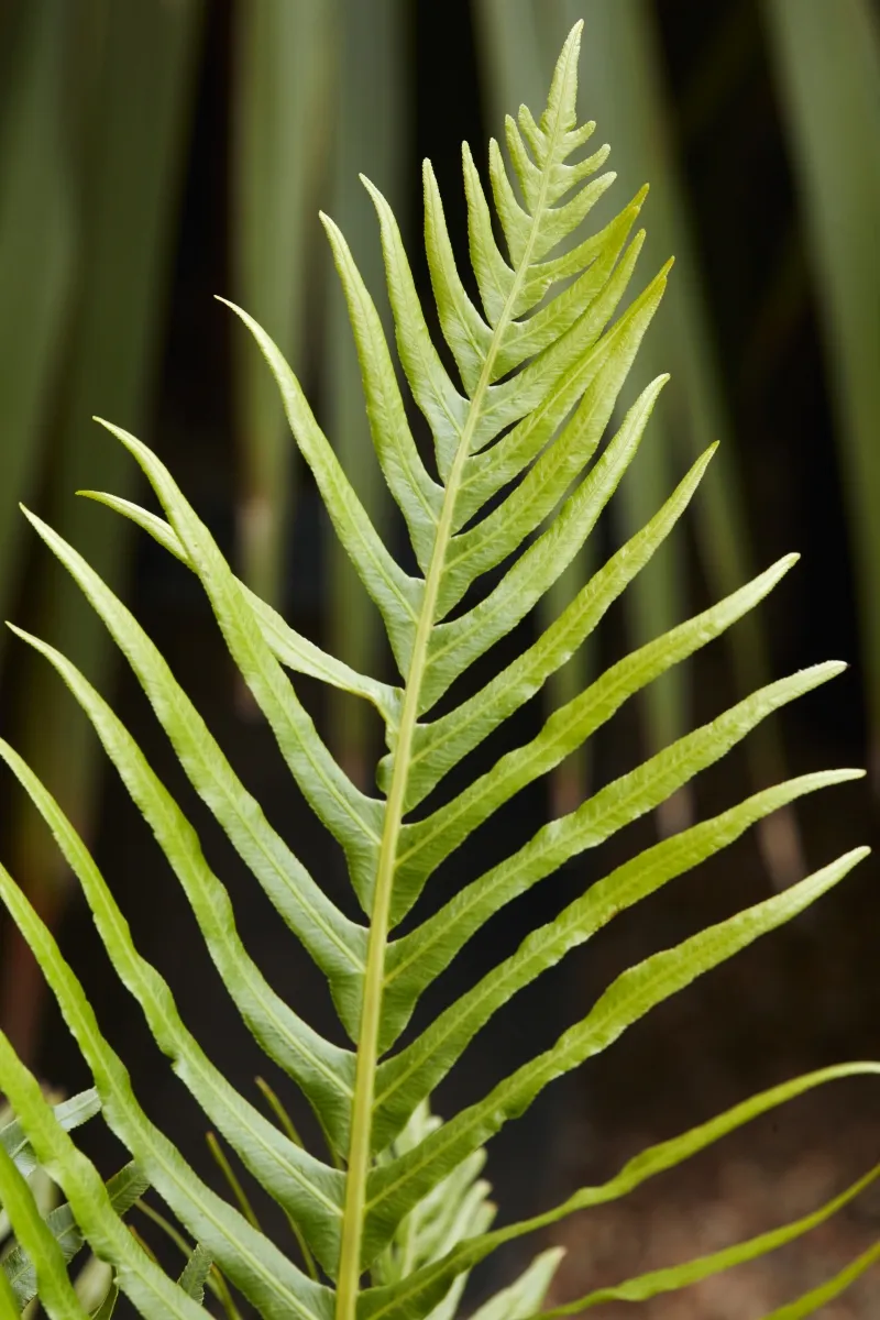 Blechnum gibbum ‘Silver Lady’