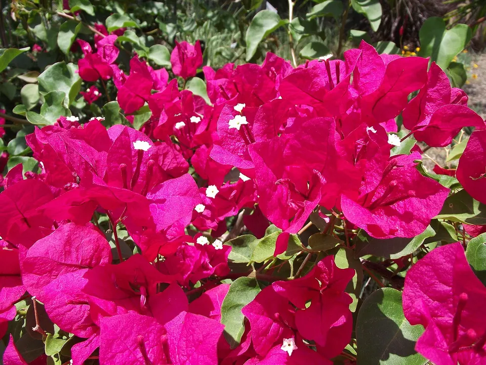 Bougainvillea ‘Barbara Karst’