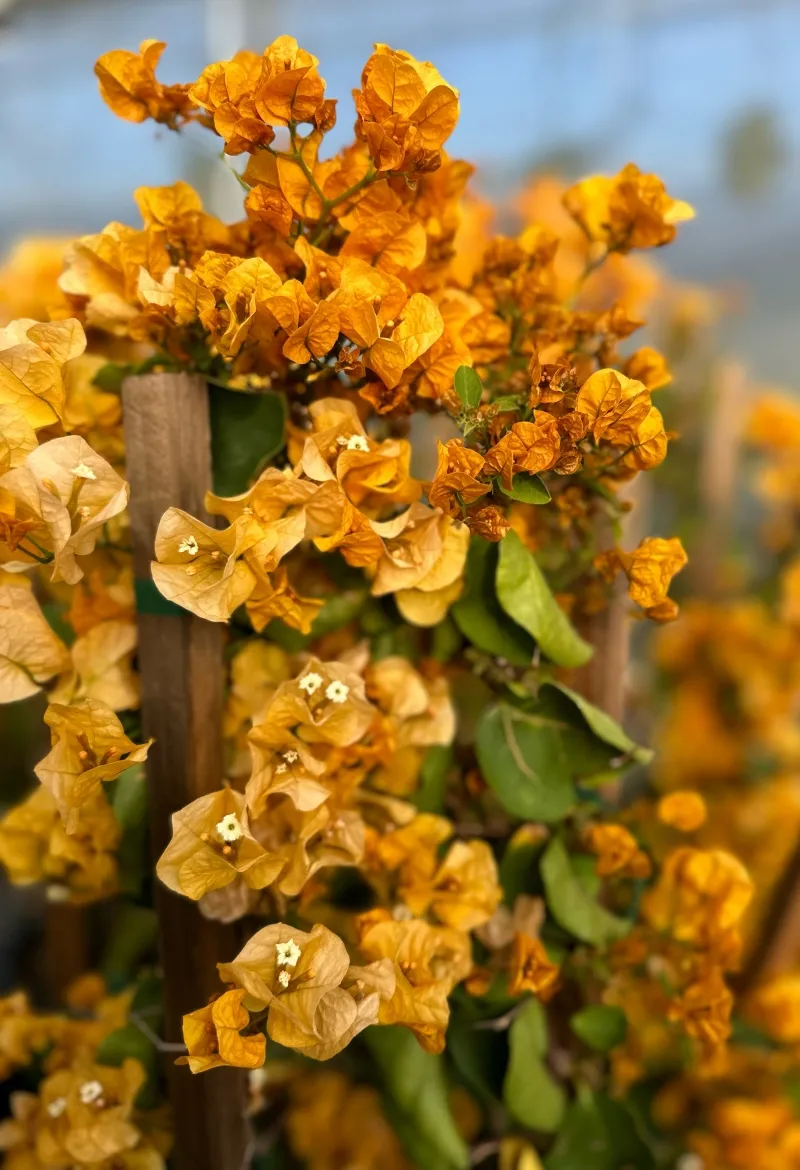Bougainvillea ‘California Gold’