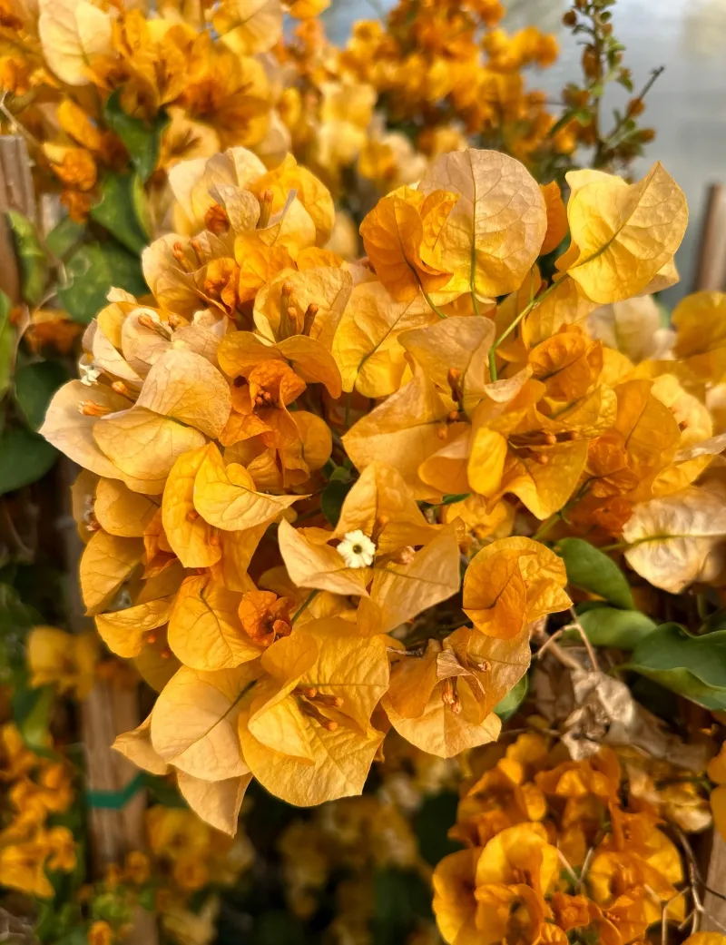 Bougainvillea ‘California Gold’, foto 2