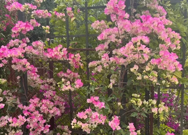 Bougainvillea ‘Imperial Thai Delight’