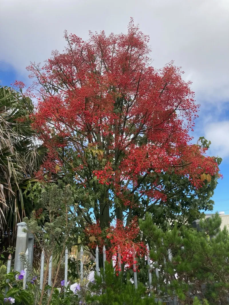 Brachychiton acerifolius, foto 2
