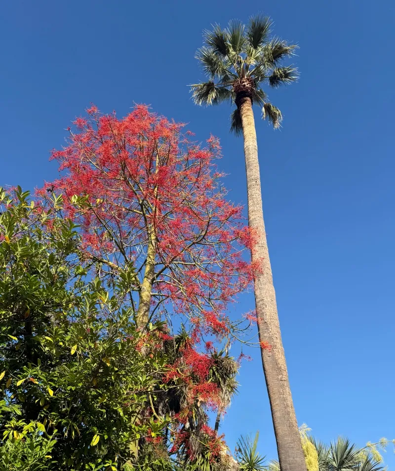 Brachychiton acerifolius, foto 4