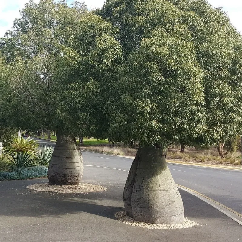 Brachychiton rupestris, foto 2