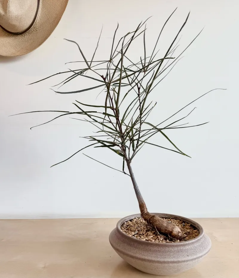 Brachychiton rupestris, foto 3
