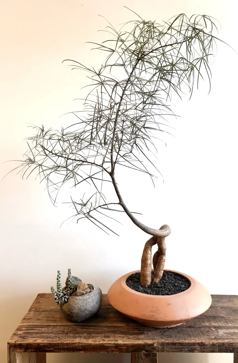 Brachychiton rupestris, foto 4