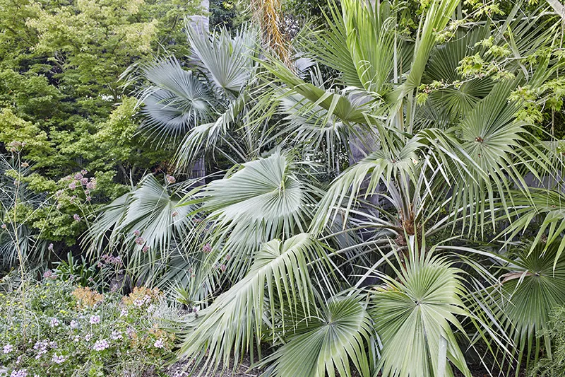 Brahea calcarea (nitida), foto 2