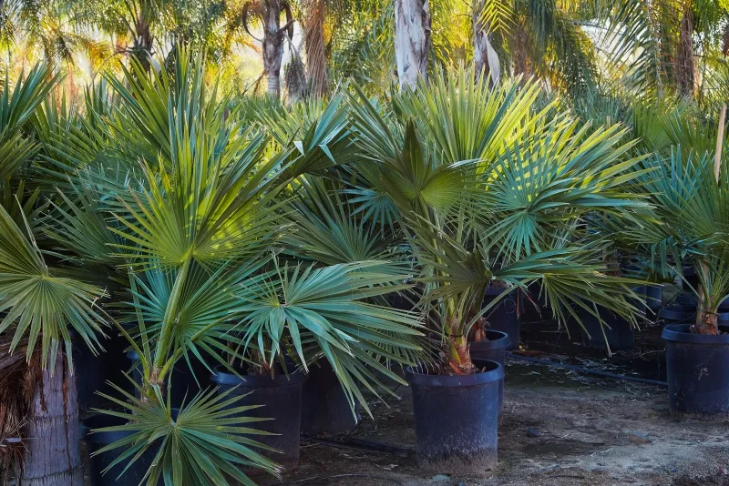 Brahea edulis, photo 3