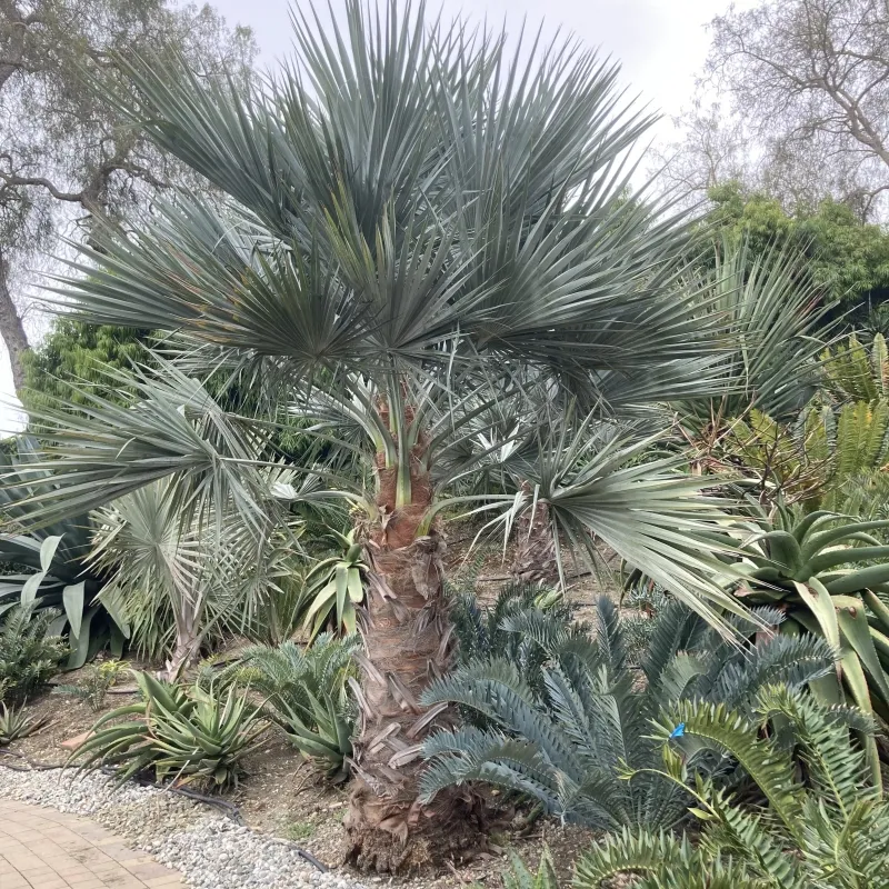 Brahea ‘Super Silver’