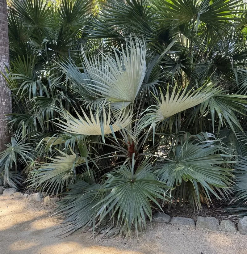 Brahea ‘Super Silver’, foto 2