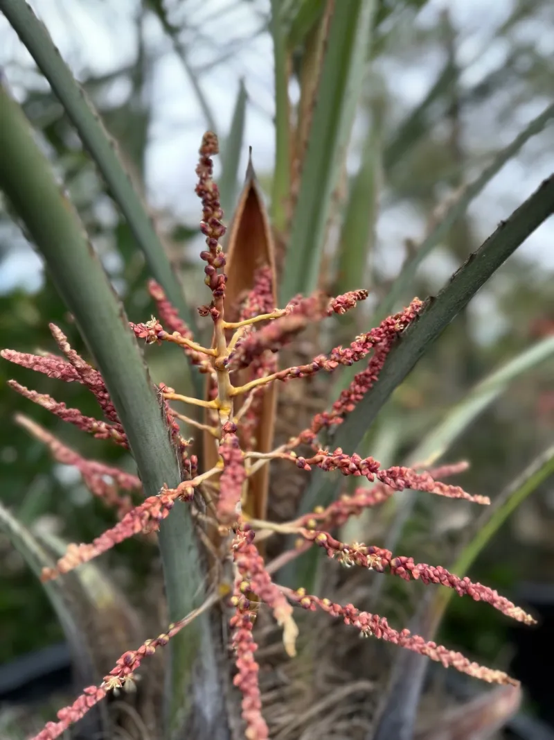 Butia odorata, foto 2
