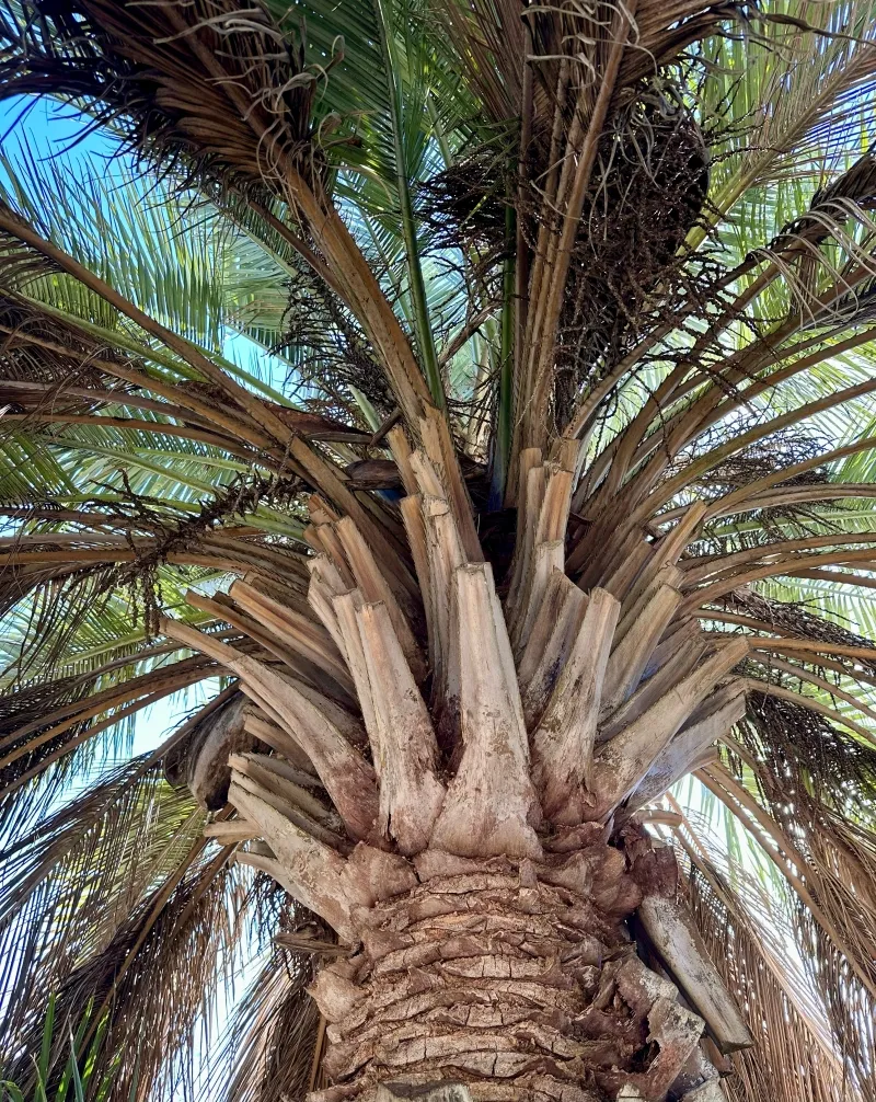 Butia odorata, foto 3