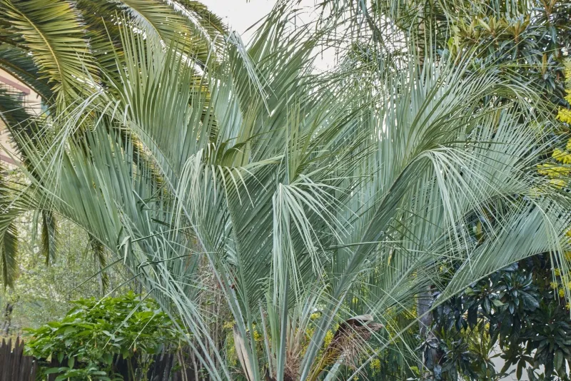 Butia odorata ‘Blue’, foto 2