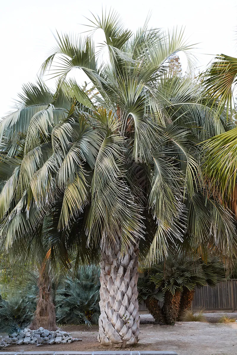 Butia x Jubaea, foto 2