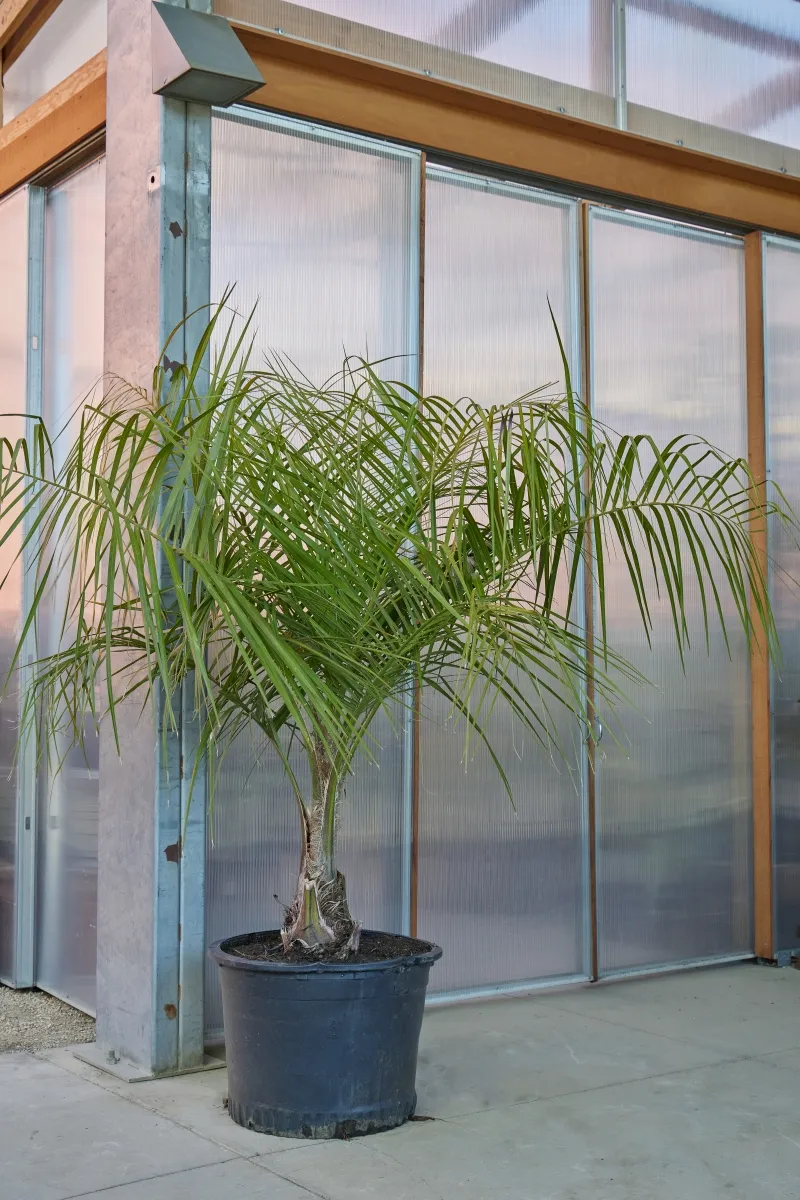 Butia x Syagrus, foto 2