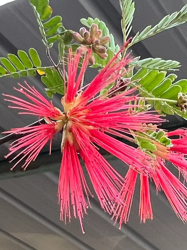 Calliandra californica