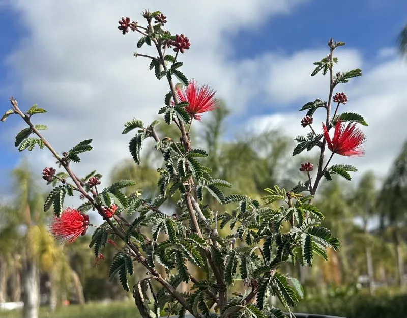 Calliandra californica, foto 2