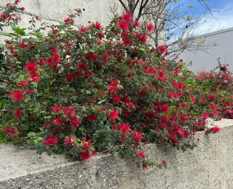 Calliandra californica, foto 3