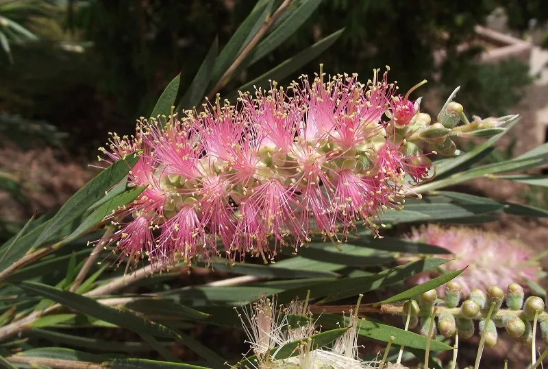 Callistemon ‘Cane’s Hybrid’