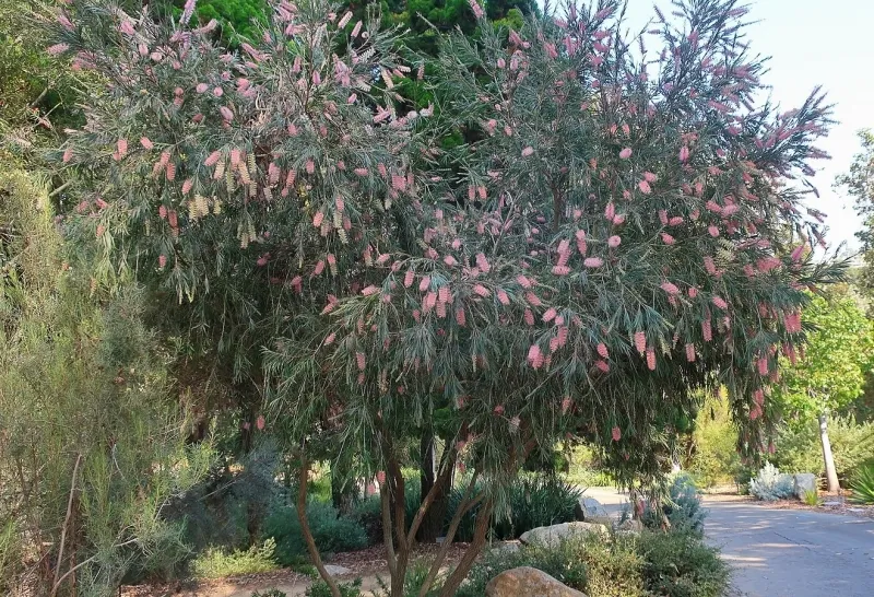Callistemon ‘Cane’s Hybrid’, foto 2