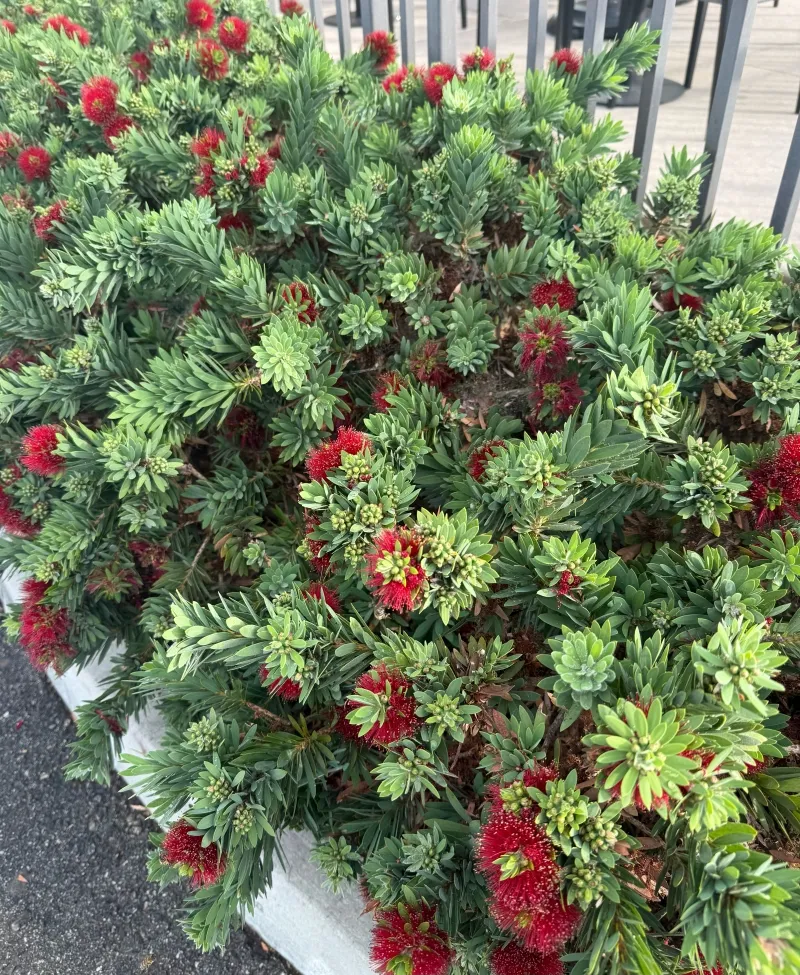 Callistemon viminalis ‘Green John’