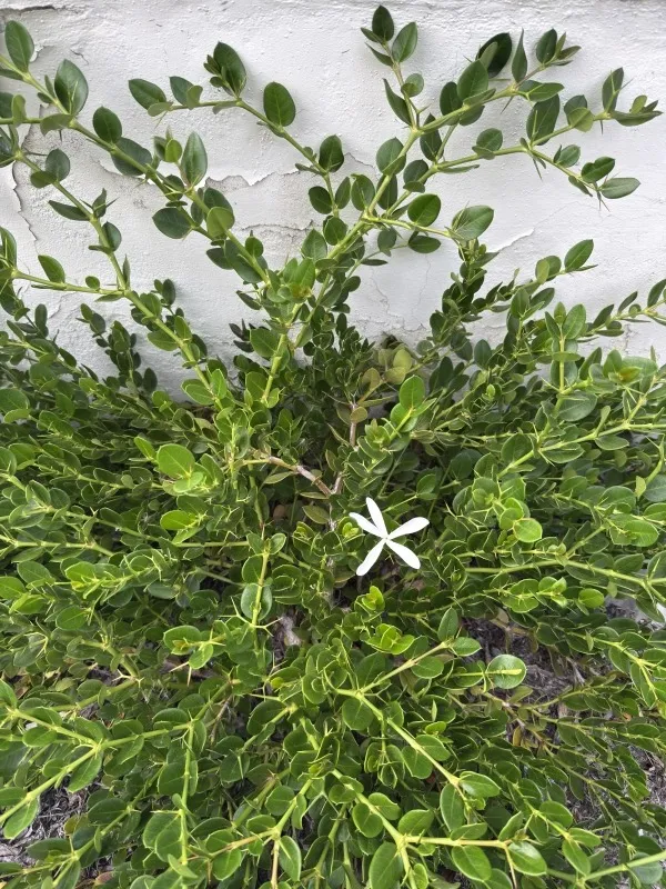 Carissa macrocarpa ‘Green Carpet’