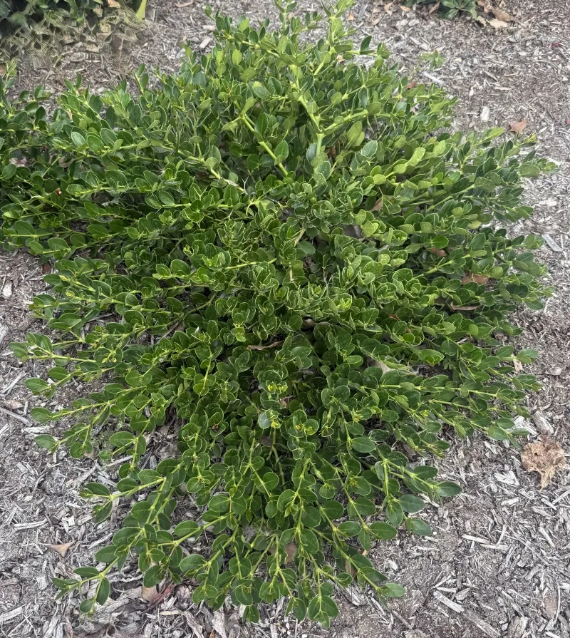 Carissa macrocarpa ‘Green Carpet’, foto 2