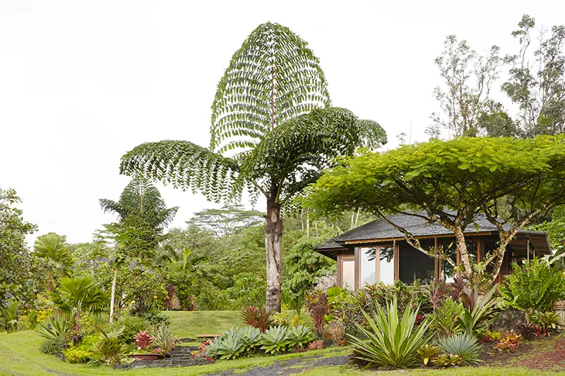 Caryota obtusa, foto 2
