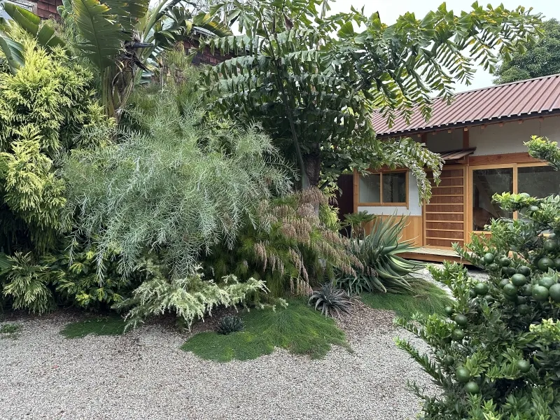 Caryota obtusa, foto 4