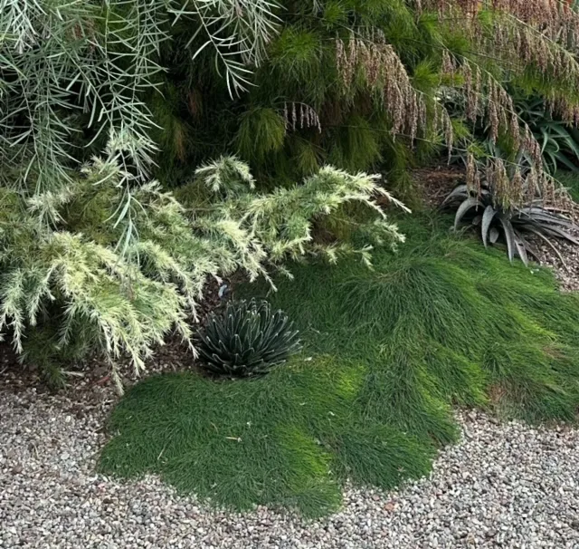 Casuarina glauca ‘Cousin It’, foto 2