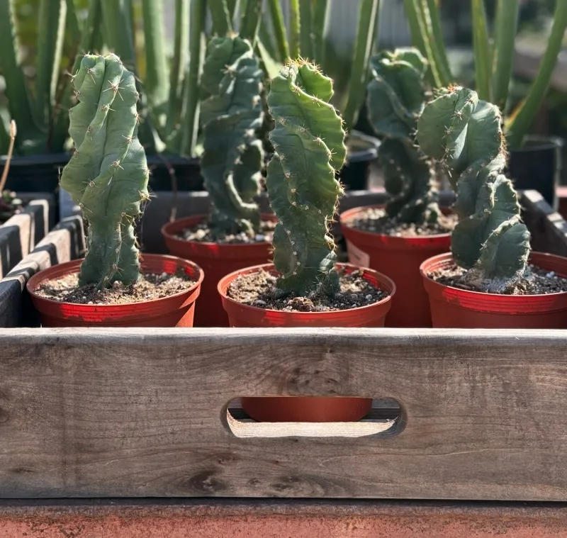 Cereus forbesii ‘Spiralis’