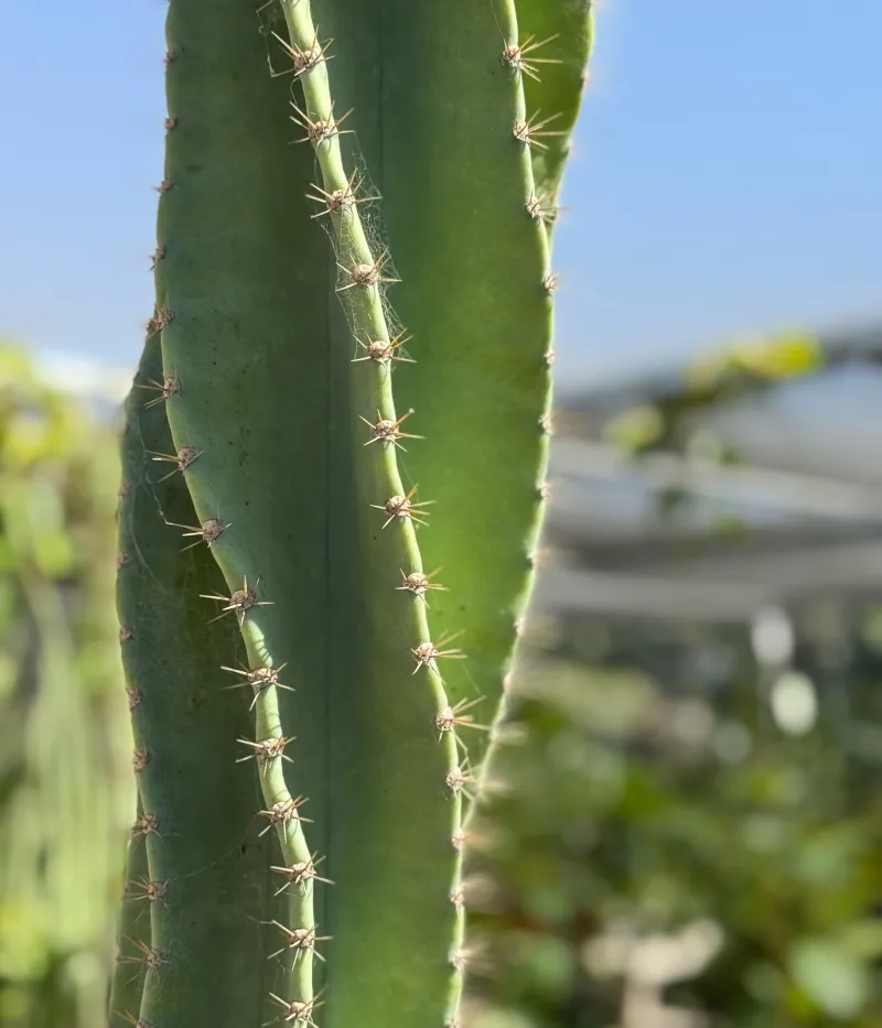 Cereus forbesii ‘Spiralis’, foto 2