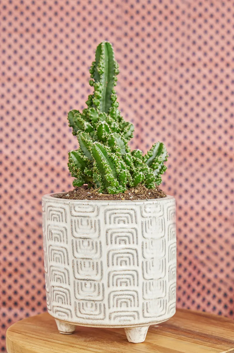 Cereus ‘Paolina Euro’
