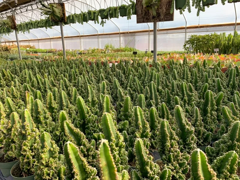 Cereus ‘Paolina Euro’, foto 2