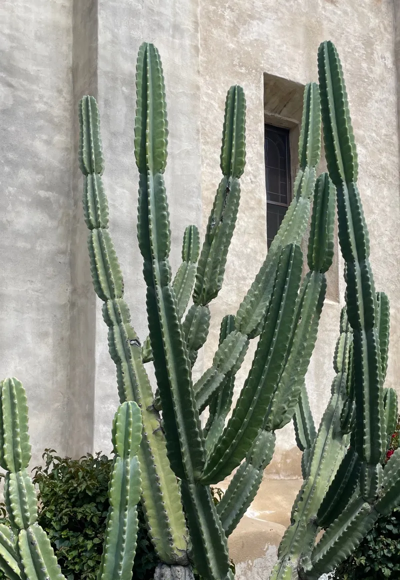 Cereus peruvianus ‘Peruvian Apple’