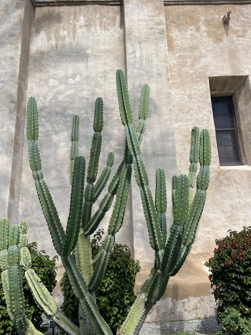 Cereus peruvianus ‘Peruvian Apple’, foto 2