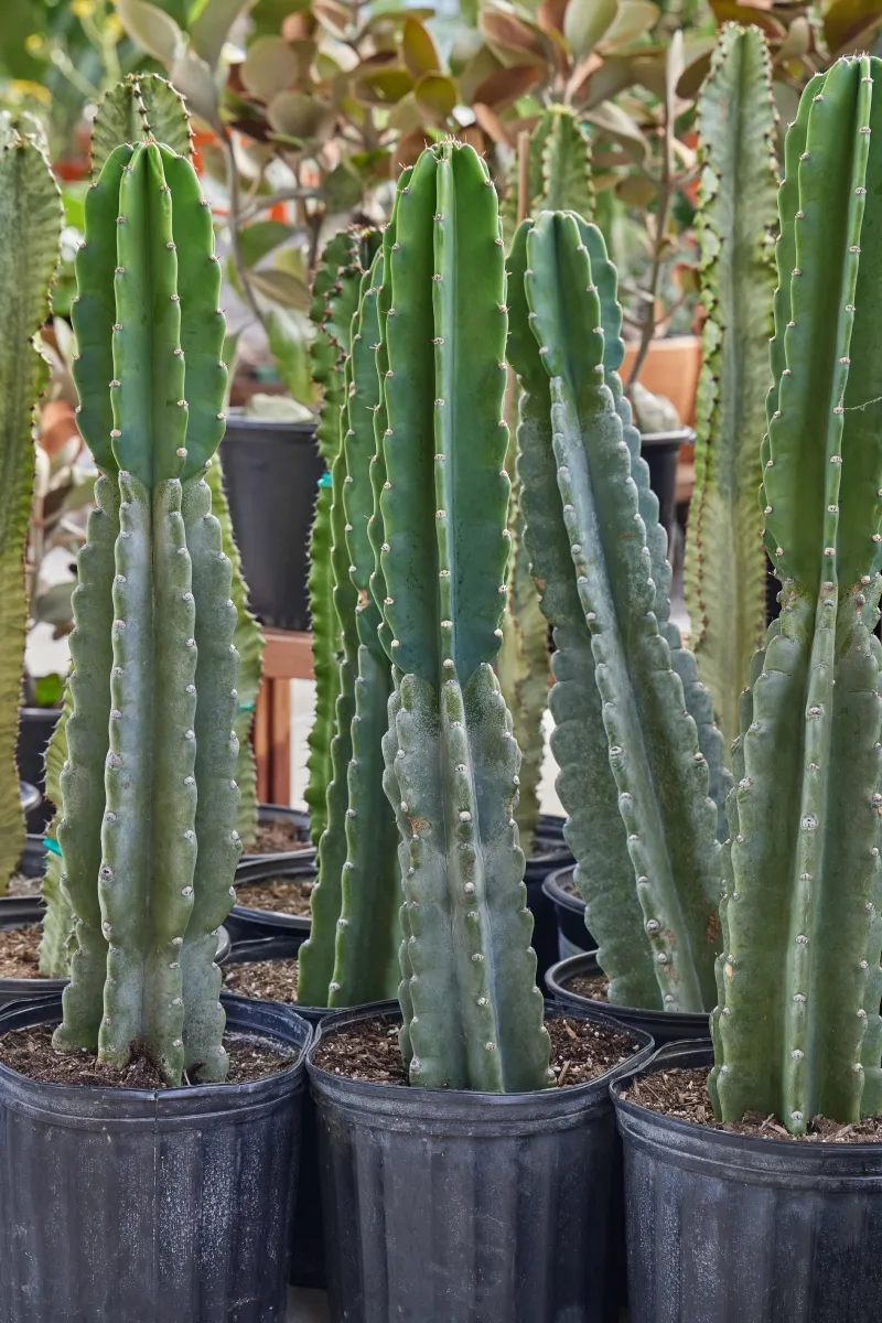 Cereus peruvianus ‘Peruvian Apple’, foto 3