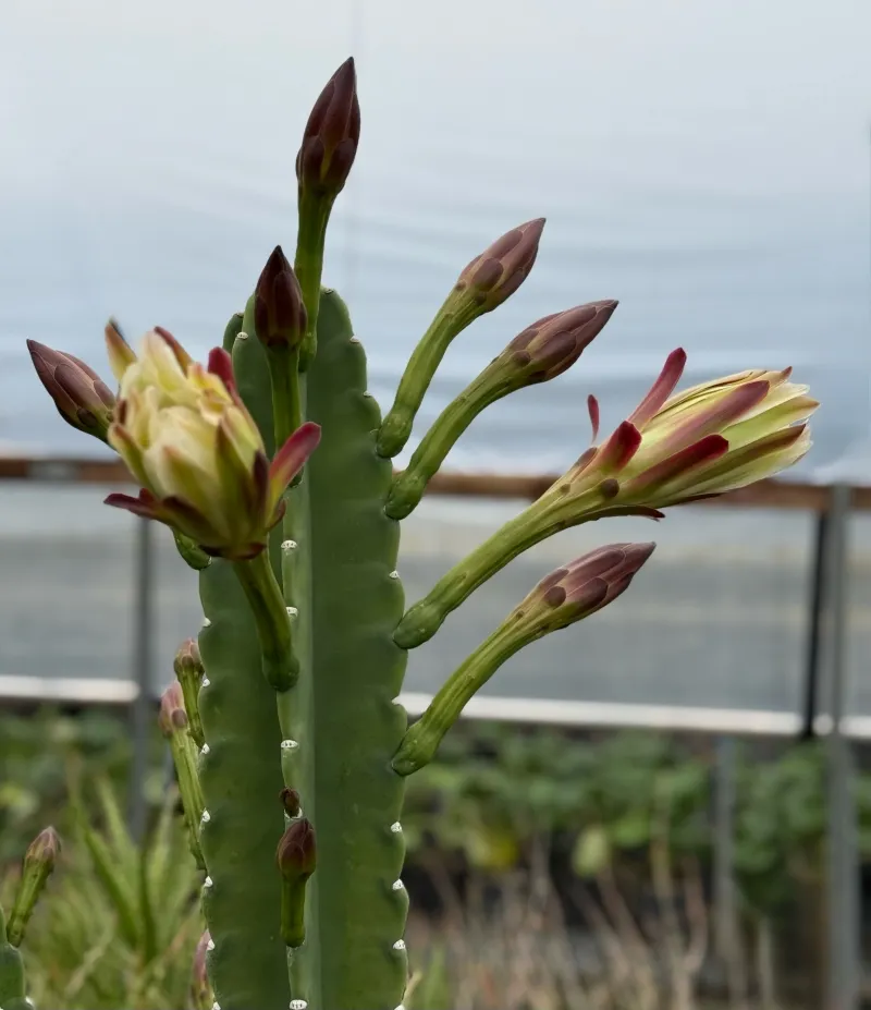 Cereus peruvianus ‘Peruvian Apple’, foto 4